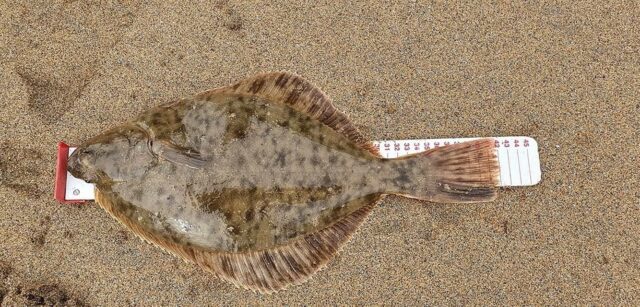 42 cm Flounder