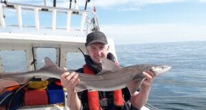 smoothhound