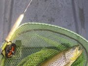 Corrib Ends 2020 On A High Note For Some Trout in net