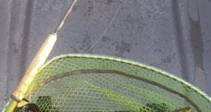 Trout in net