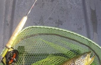 Trout in net