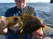 Donegal charter boats reporting good fishing John Dory from Tory