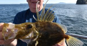 John Dory from Tory