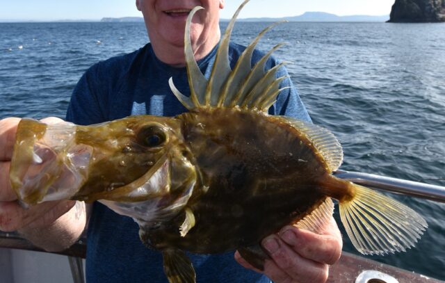 John Dory from Tory