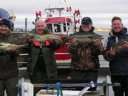 Plenty spurs and big pollack from Killala bay