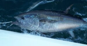 New bluefin milestones daily with Deep Blue