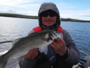 Cork Harbour producing some late season bass for anglers young and old bass on fly