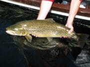 New scientific research on ferox trout in Lough Corrib & Lough Mask highlights the importance of conservation of this valuable trout stock