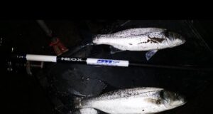 Bass in the surf and baiting with maddies – Look and Learn