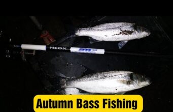 Bass in the surf and baiting with maddies – Look and Learn