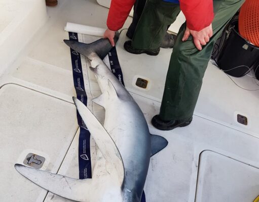 Late season Blues for West Cork Charters