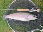 Rainbows and radios at Ardaire Springs rainbow trout