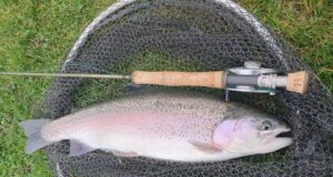 rainbow trout