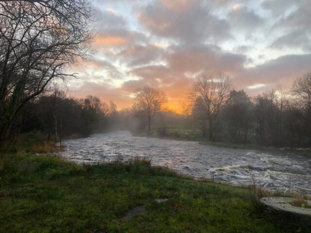 Drowes