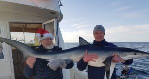 Blue, blue Christmas for West Cork Charters? Blue shark
