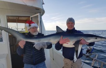 Blue shark
