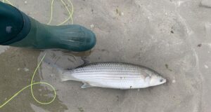 Little Devils: Mullet on the fly