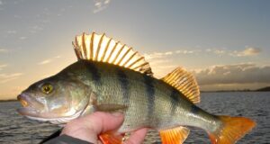perch