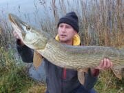 Pike a little sluggish in the midlands but good fish about pike