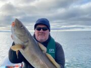 Double figure cod for Clohessy & Co. in Cork