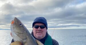 Double figure cod for Clohessy & Co. in Cork