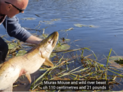 Marcin’s mighty mouse lure tempts big pike from small river 21lb 110cm pike for Marcin Kantor
