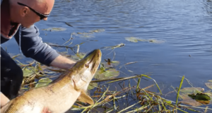 Marcin’s mighty mouse lure tempts big pike from small river 21lb 110cm pike for Marcin Kantor