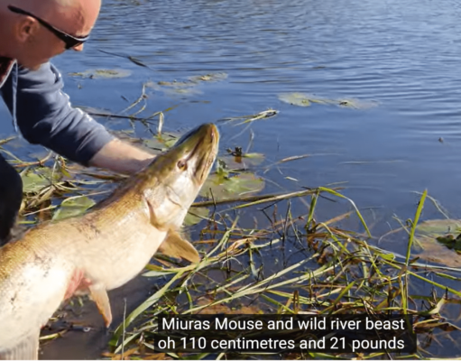 Marcin’s mighty mouse lure tempts big pike from small river 21lb 110cm pike for Marcin Kantor
