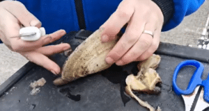 Gaper clams for winter fishing