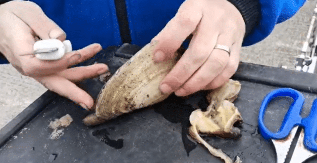 Gaper clams for winter fishing