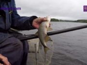 Look and Learn: Waggler fishing with Francis McGoldrick