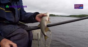 Look and Learn: Waggler fishing with Francis McGoldrick