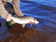 Pike fishing in Ireland