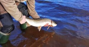 Pike fishing in Ireland