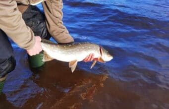 Pike fishing in Ireland
