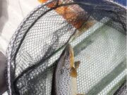 Trout season kicked off on Loughs Conn & Cullin