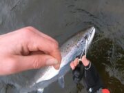 Blackwater’s first salmon of the season caught at Careysville