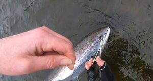 Blackwater’s first salmon of the season caught at Careysville