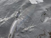 Lough Currane off the blocks, 9lb salmon caught and released salmon