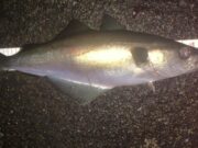 Harbour and pier fishing very productive at Killybegs