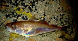 Lockdown fishing from beach and pier in Donegal Poor cod