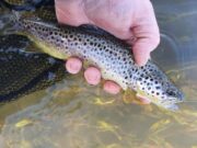 Nore and tribs fishing well, beadheads catching