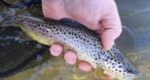 Nore and tribs fishing well, beadheads catching