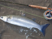 Mullet on bait and fly mark the start of a new season in West Cork Mullet