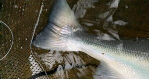 salmon