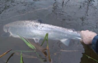salmon catch and release