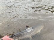 First salmon reported from Cork’s River Lee