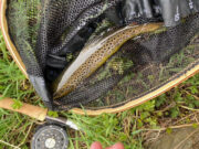 Boyne sees some dry fly action despite the cold