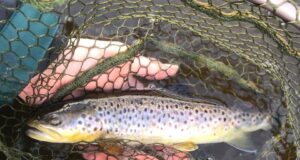 Irish Angling Update- 26 March 2021