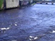 2nd Salmon of the Season reported from the River Moy